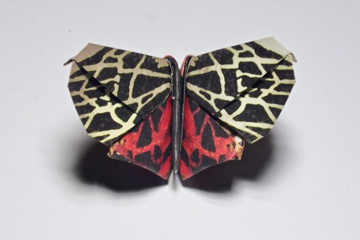 3. Cream-spot tiger moth (Roman Diaz)