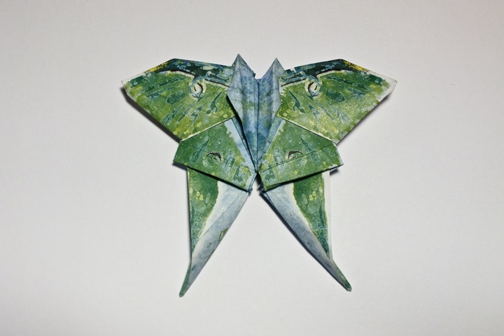 10. Luna moth (Roman Diaz)