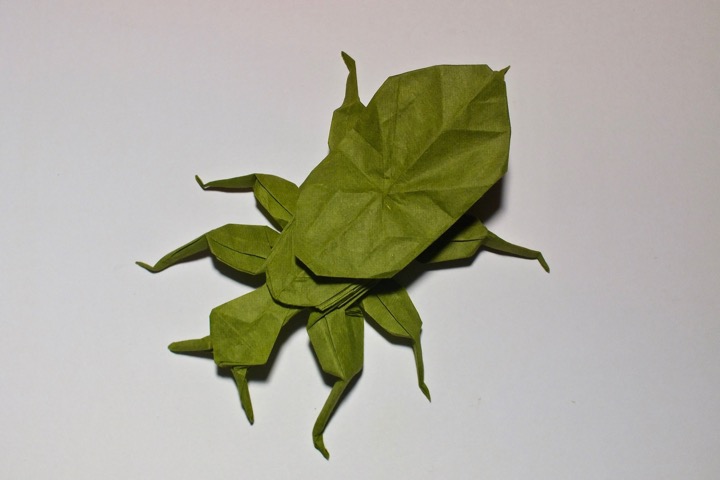 7. Leaf insect (Daniel Robinson)