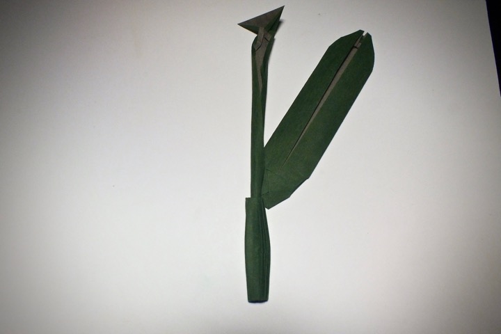 7.2. Leaf, stem, pseudobulb (A. O. Avila)