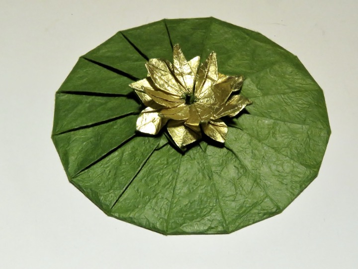 Water lily (Ben  Goldberger)