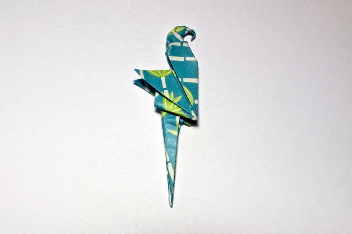 63. Montoya's macaw (Ligia Montoya)
