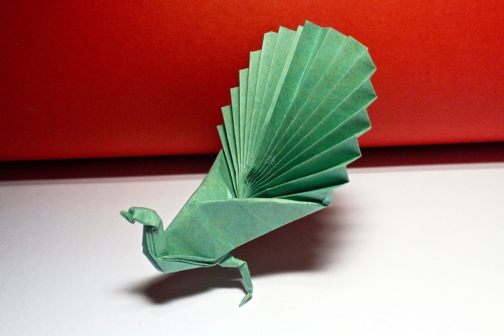 95. Adolofo's peacock (Adolfo Cerceda)