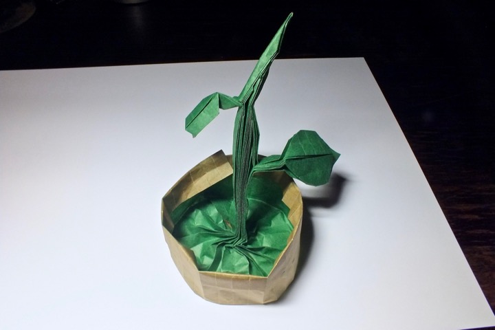 9. Origami sprout (Riccardo Foschi)