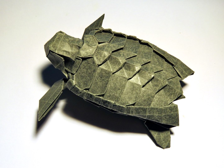 16. Loggerhead sea turtle (S. Kamiya)