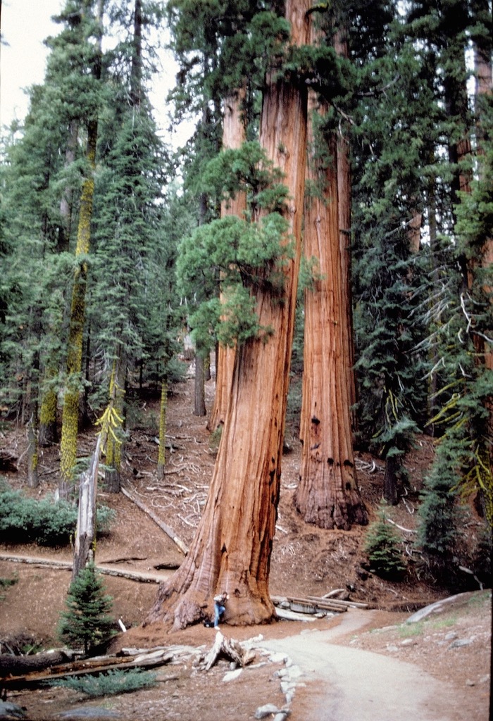 Adeele; Sequoia National Park, 05/1987