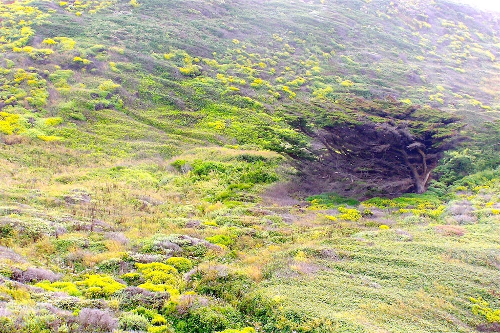 Big Sur, 06/2010