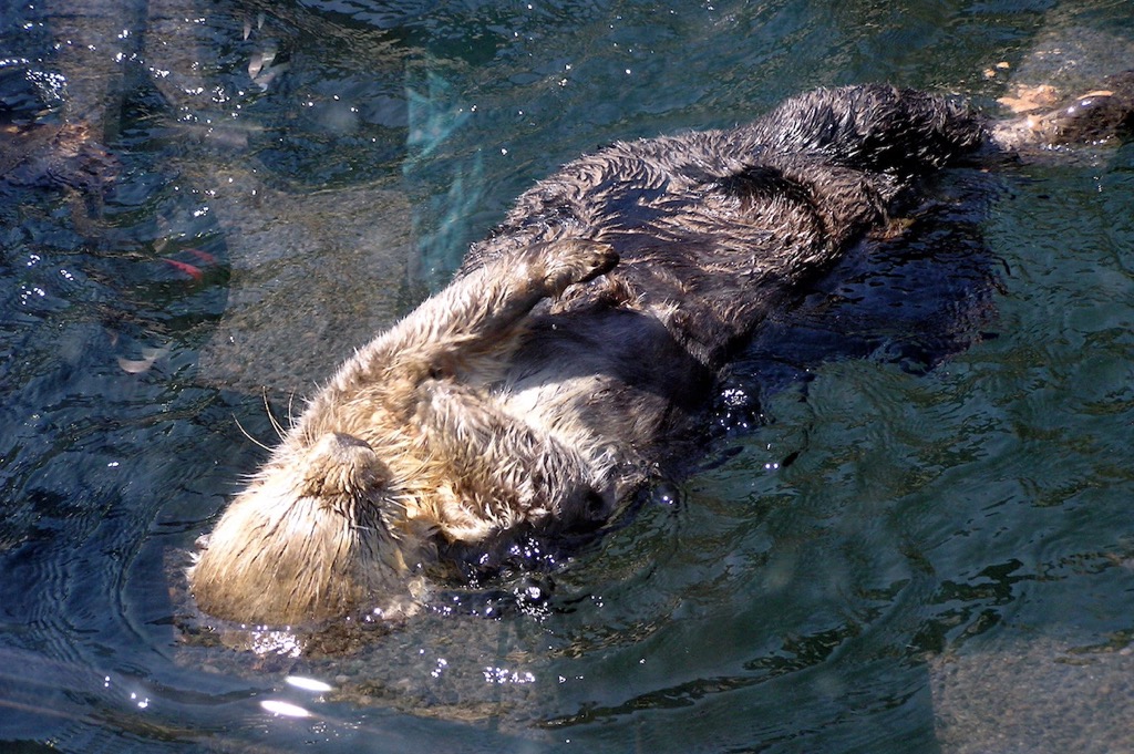 Vancouver Aquarium, 06/2006