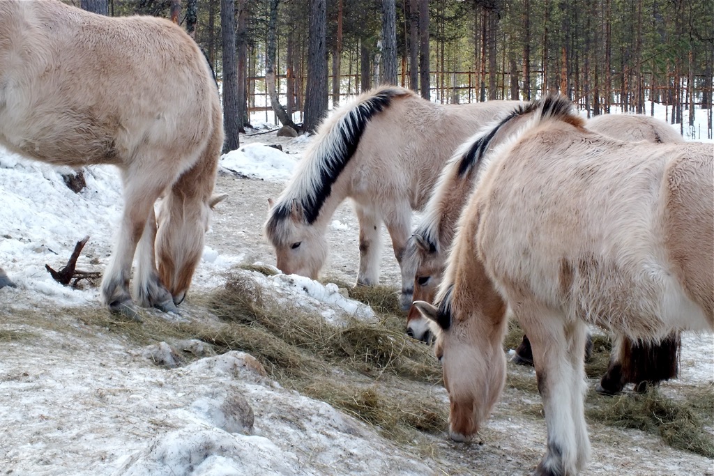 Inari, 02/2014