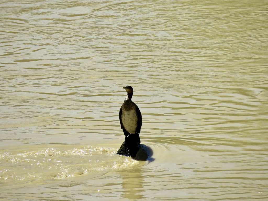 Carcassonne, 04/2025