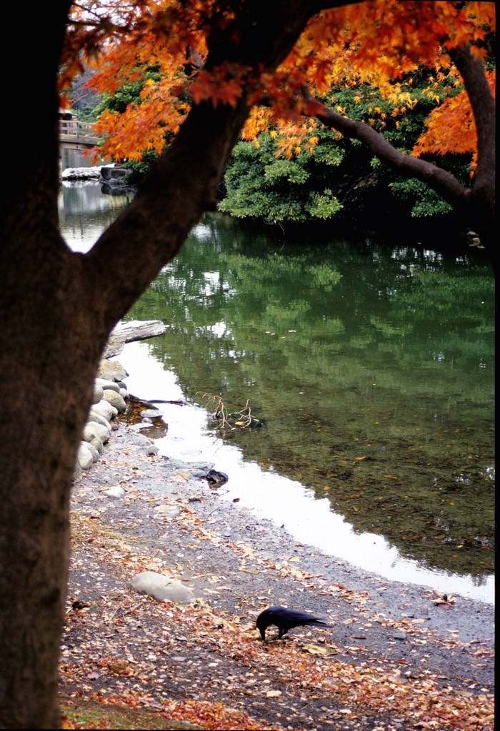 Hama Rikyu Park, Tokyo, 12/1999