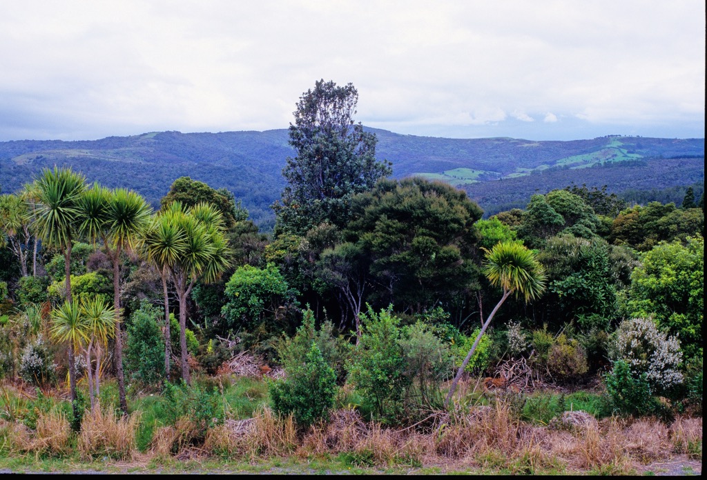 Waipoua Kauri Forest, 11/1999