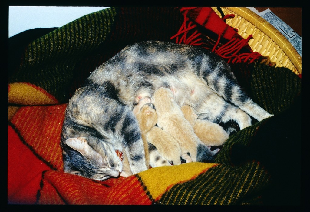 Mitti e gattini; Molina di Quosa, 06/1991