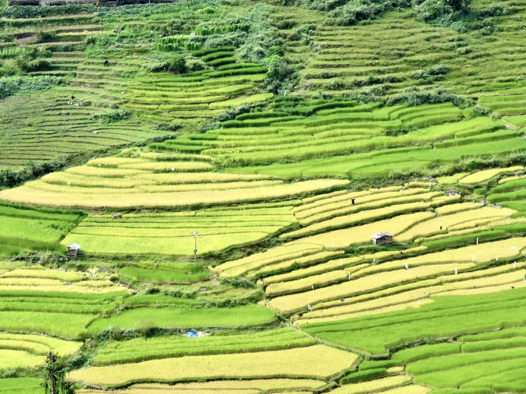 Punakha valley, 10/2022