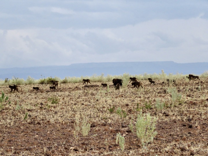 Shimbrity, Tigray, 02/2024