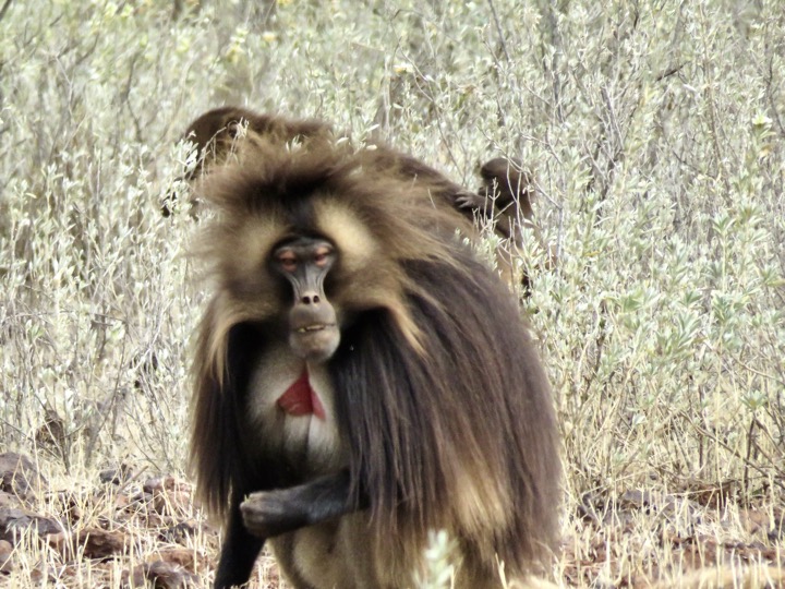 Shimbrity, Tigray, 02/2024