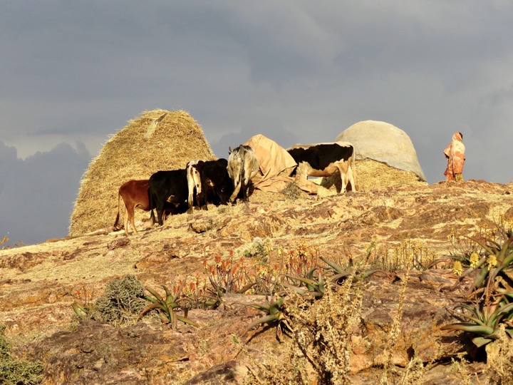 Shimbrity, Tigray, 02/2024