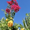 IMG_6565.JPG