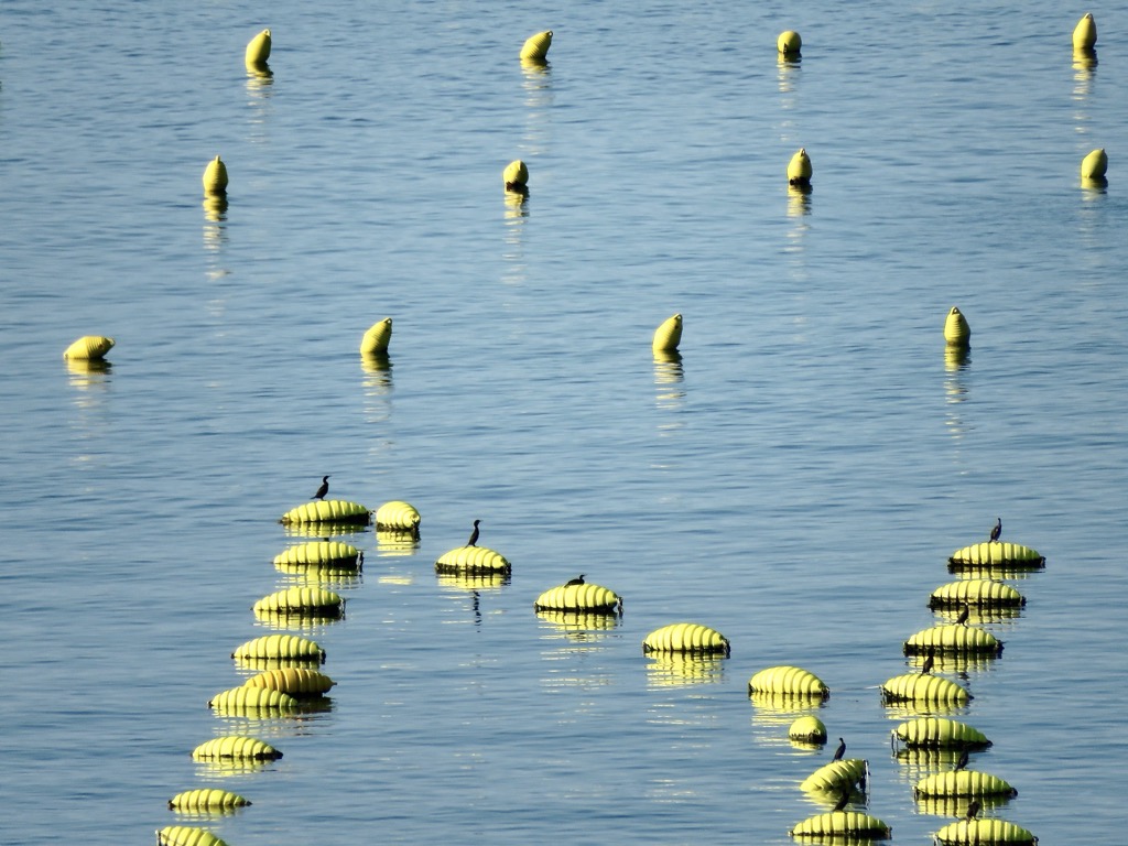 Strunjan park, Piran, 06/2024