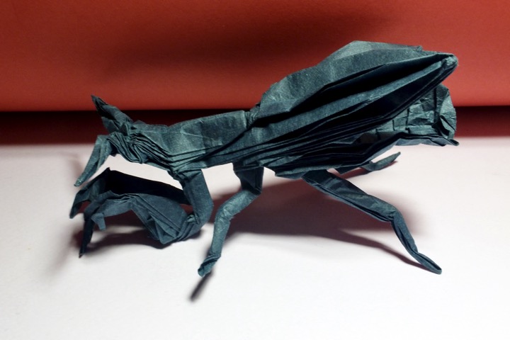 14. Praying mantis (Satoshi Kamiya)