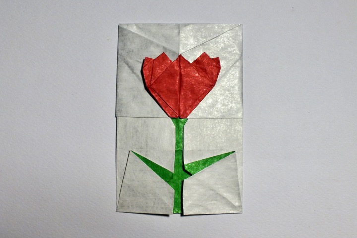 18. Tulip (Mi Wu)