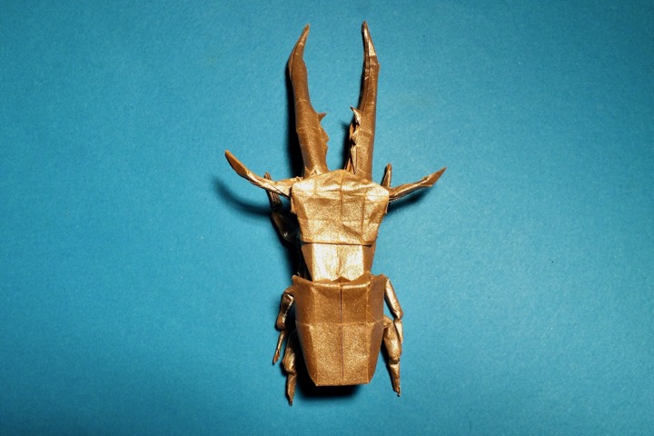 15. Cyclom- matus metallifer (S. Kamiya)