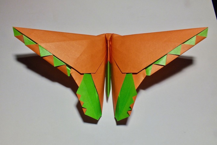 9. Birdwing butterfly (M. LaFosse)