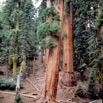 Sequoia05/87_1*.jpg