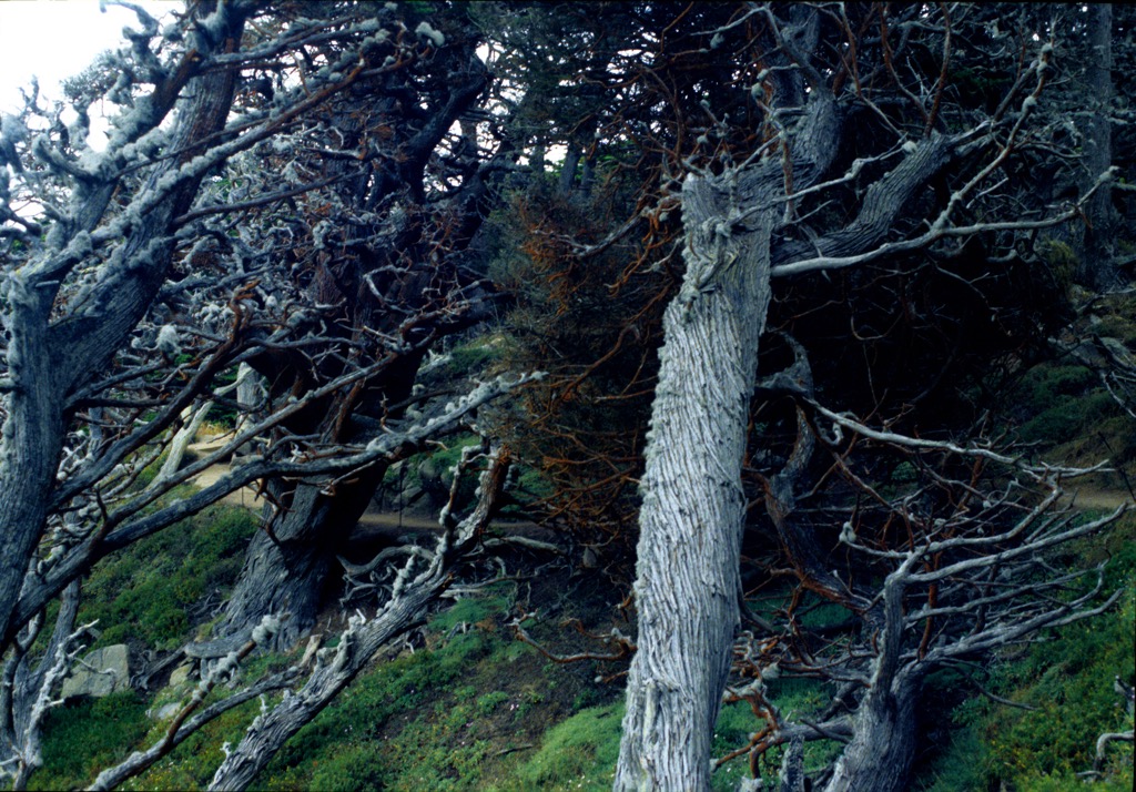 Point Lobos, 08/2000