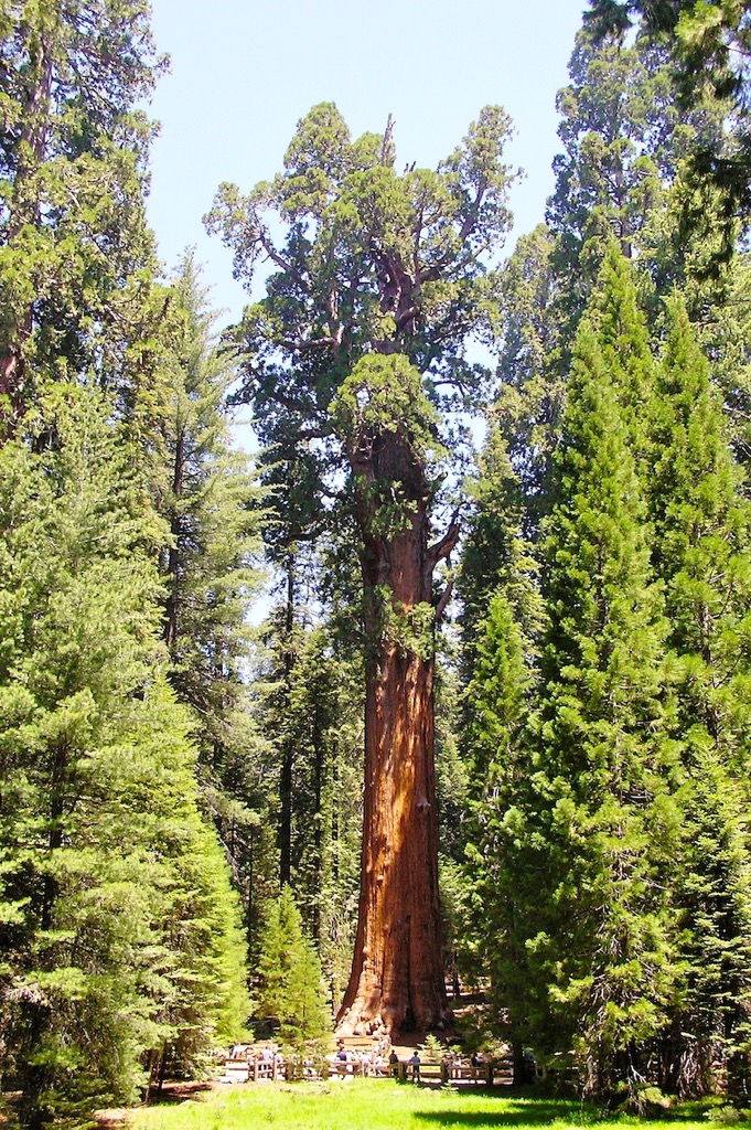 Sequoia National Park, 07/2010