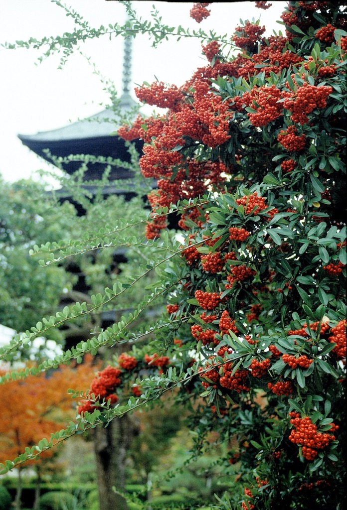 To-ji, Kyoto, 12/2003