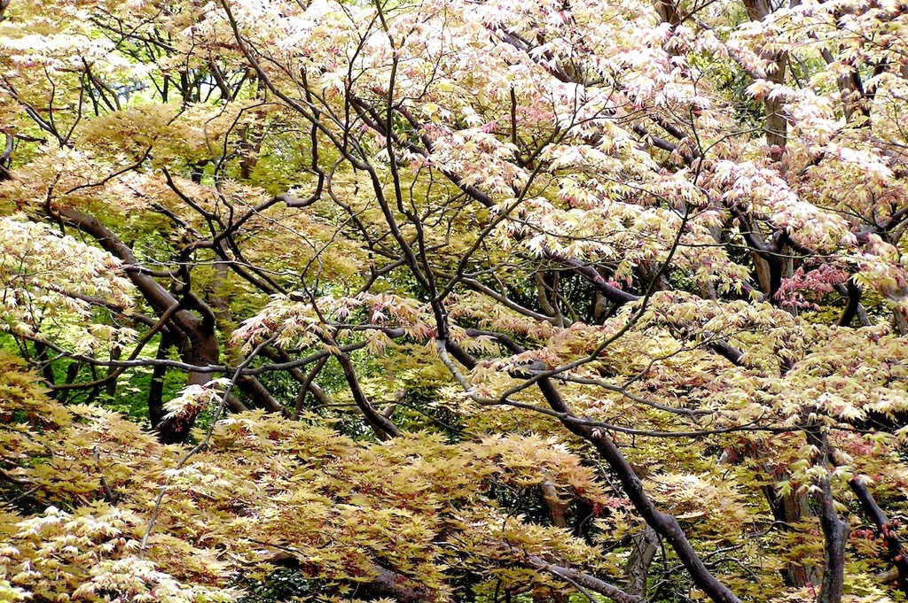 Koto-in, Kyoto, 04/2007
