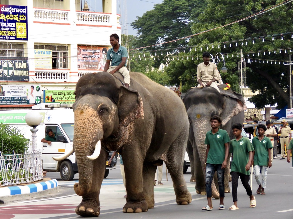 Krishnaraja circle, Mysuru, 10/2024