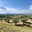 IMG_5333.jpeg