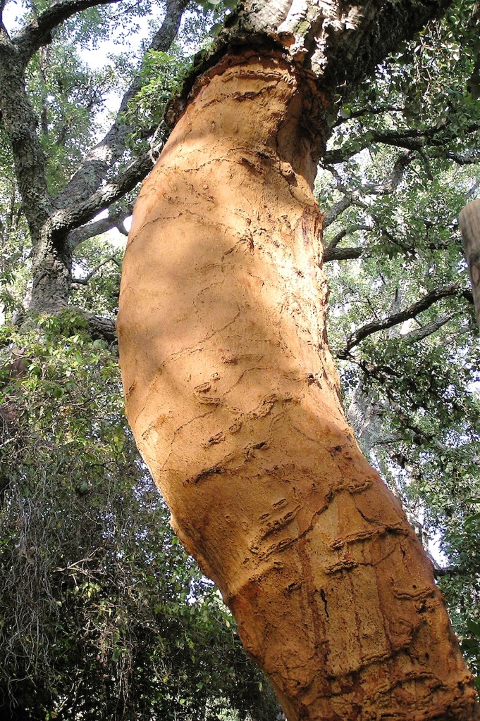 El Calabacino, 08/2007