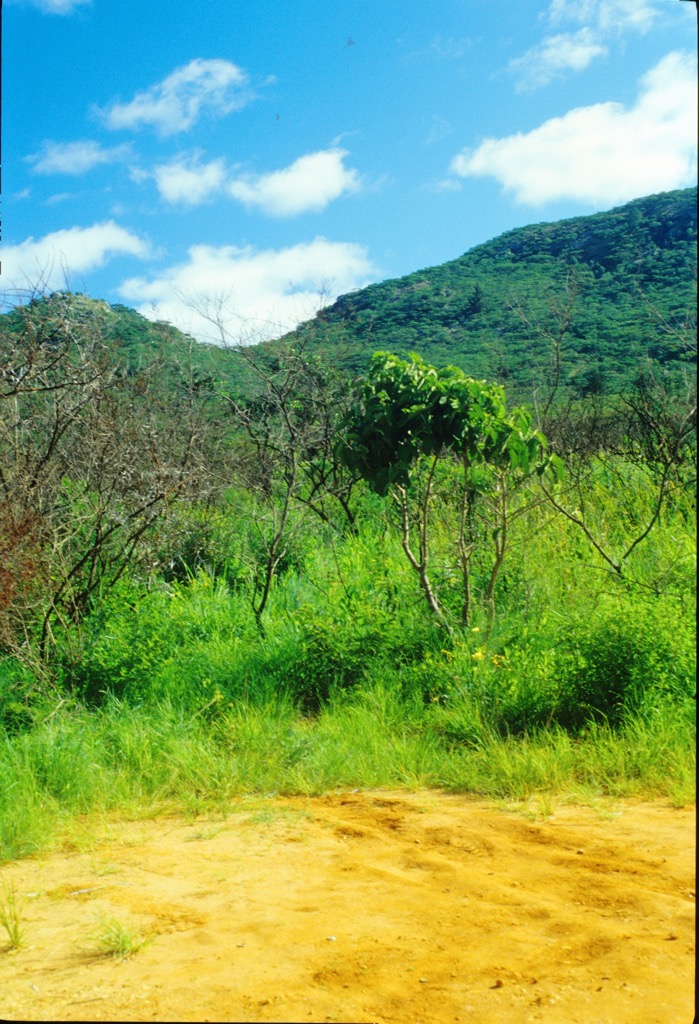 Nyanga National Park, 01/2002