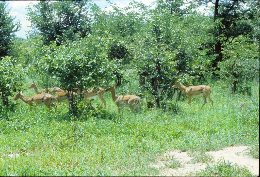 Hwange National Park, 01/2002