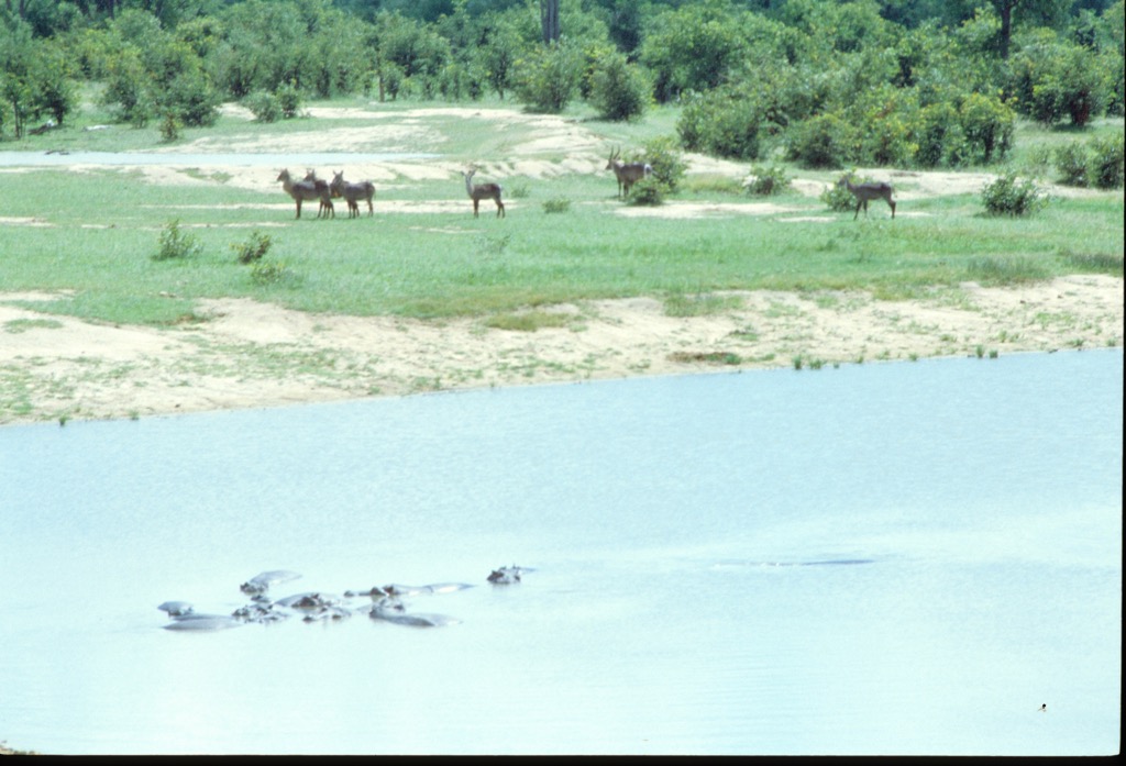 Hwange National Park, 01/2002