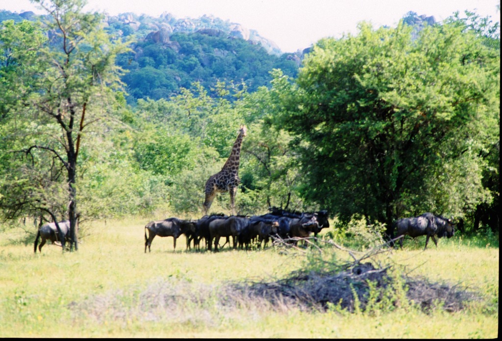 Matobo National Park, 01/2002