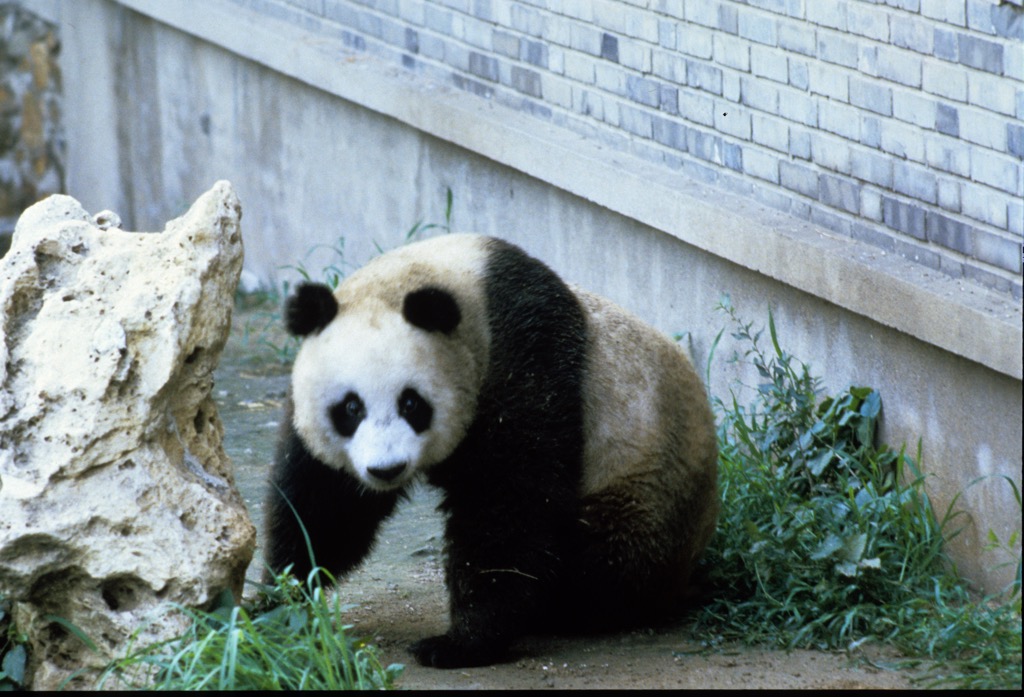 Zoo, Beijing, 08/1985