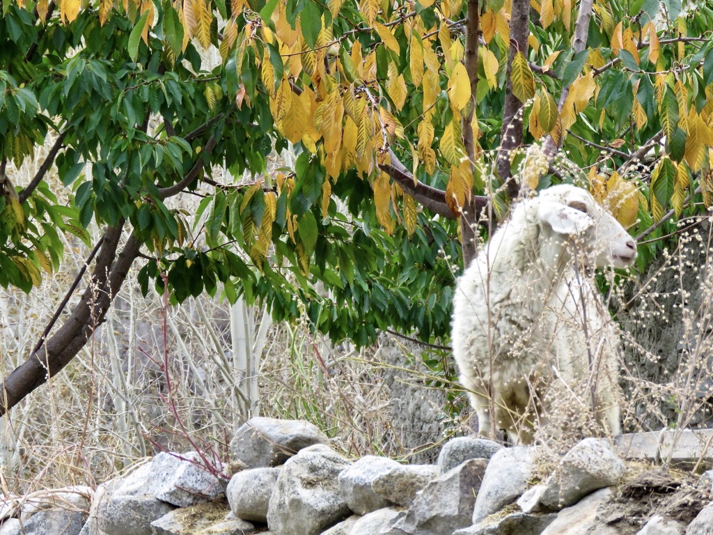 Hunza valley, 10/2023