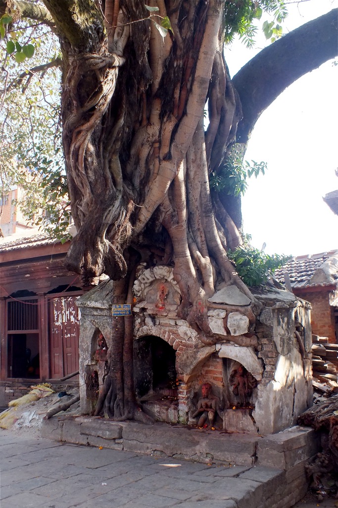 Tree shrine, Kathmandu, 12/2013