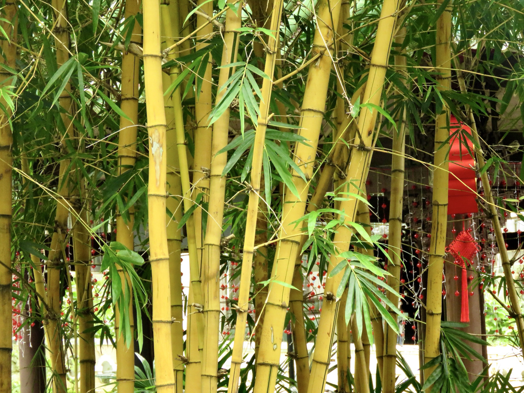 Jardim Lou Lim Ioc, 09/2024