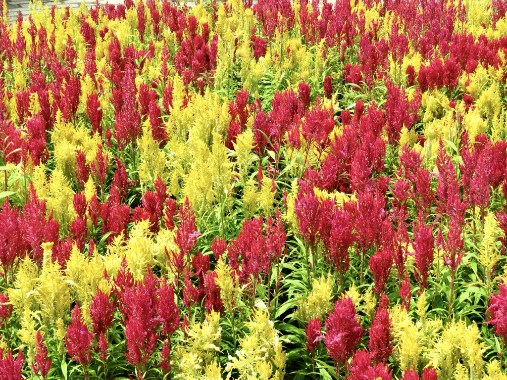 Leal Senado, 09/2024