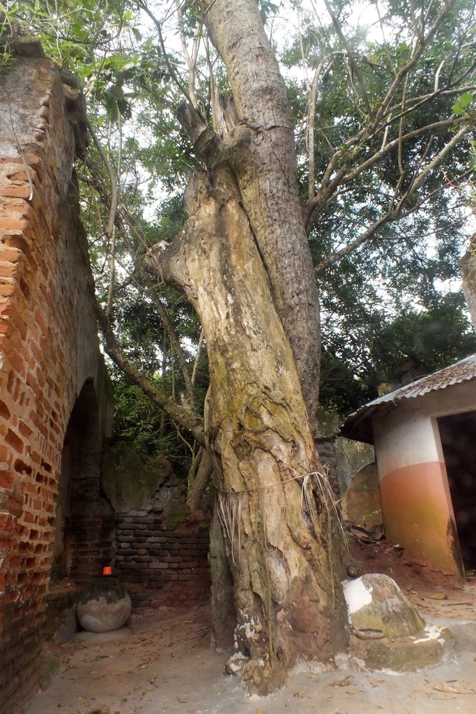 Sacred forest, Ouidah, 11/2015