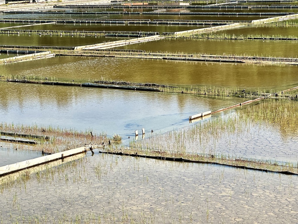 Saline Strunjan reserve, Piran, 06/2024