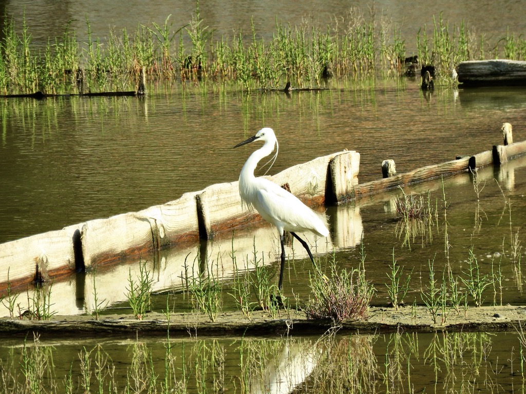 Saline Strunjan reserve, Piran, 06/2024